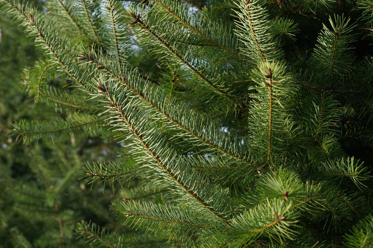 Pseudotsuga menziesii op stam