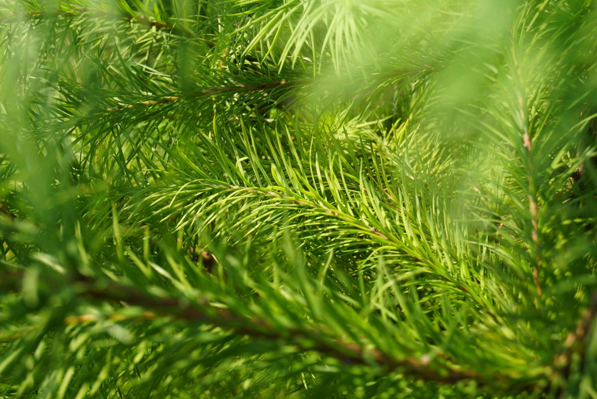 Pseudotsuga menziesii op stam