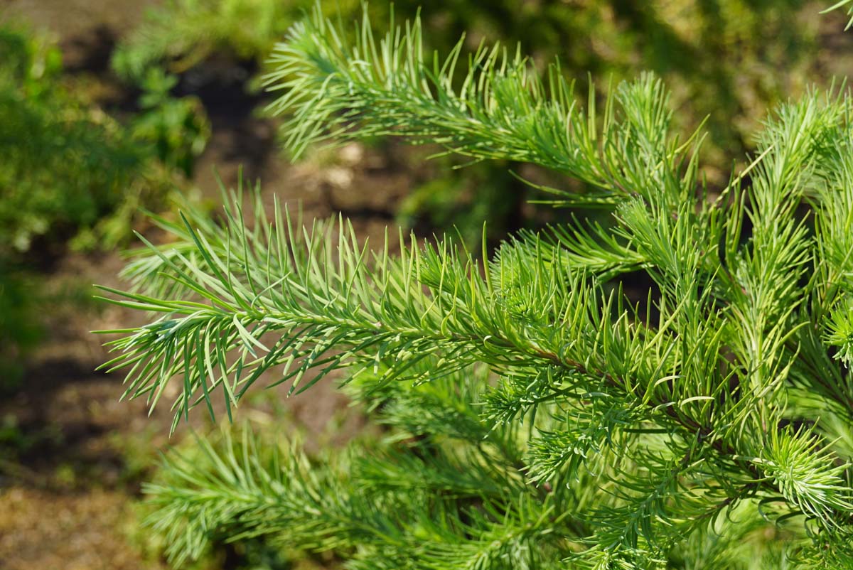 Pseudotsuga menziesii meerstammig / struik