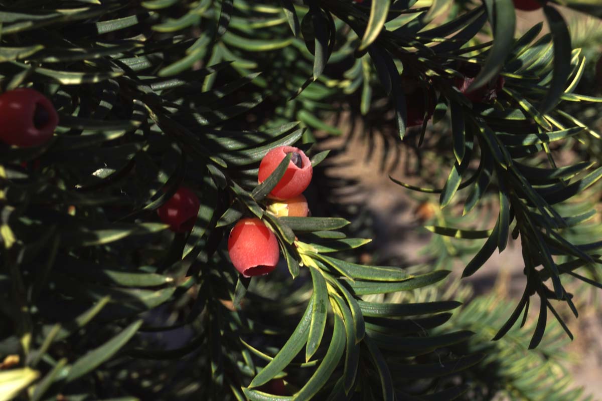 Taxus baccata 'Dovastonii Aurea'