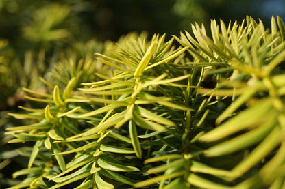 Taxus baccata 'Dovastonii Aurea'