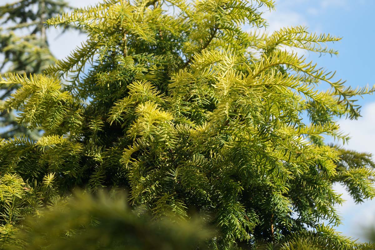 Taxus baccata 'Dovastonii Aurea'