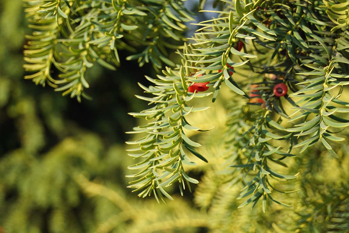 Taxus baccata 'Dovastonii Aurea'