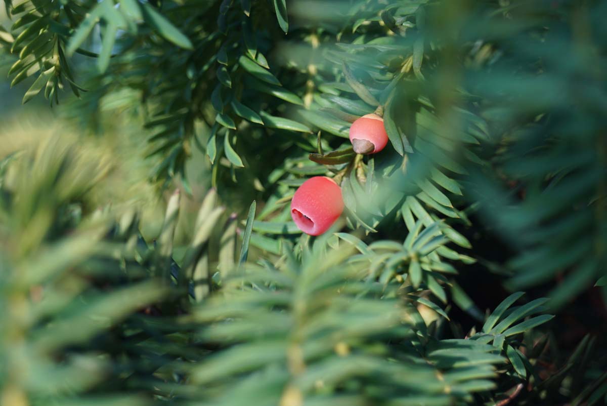 Taxus baccata 'Dovastonii Aurea'