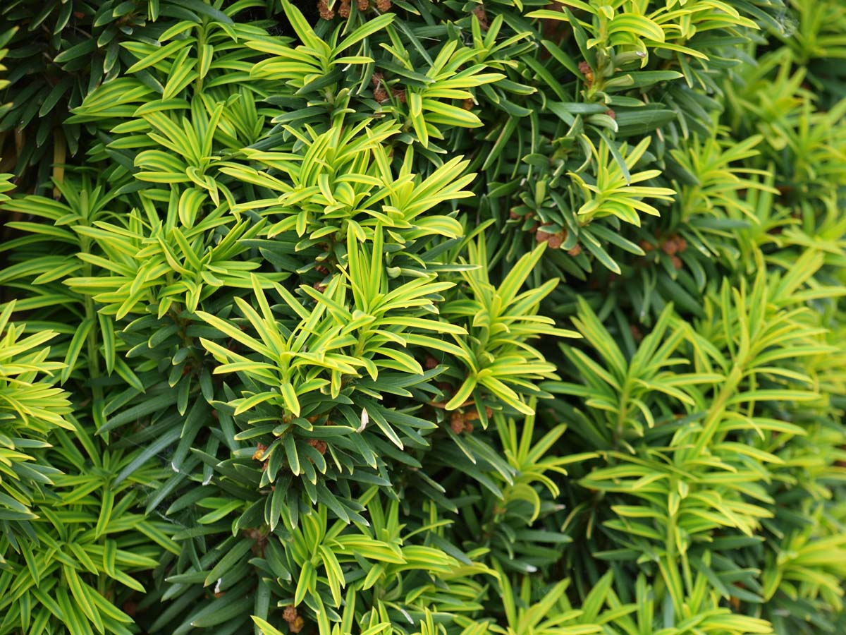 Taxus baccata 'Fastigiata Aurea' naald