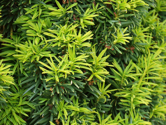 Taxus baccata 'Fastigiata Aurea' Tuinplanten naald