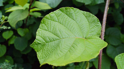 Actinidia deliciosa 'Hayward'