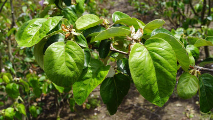 Cydonia oblonga 'Rea's Mammoth' solitair