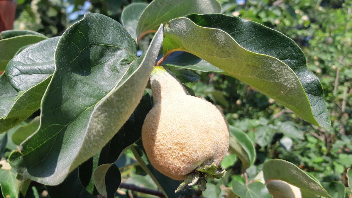 Cydonia oblonga 'Vranja' meerstammig / struik