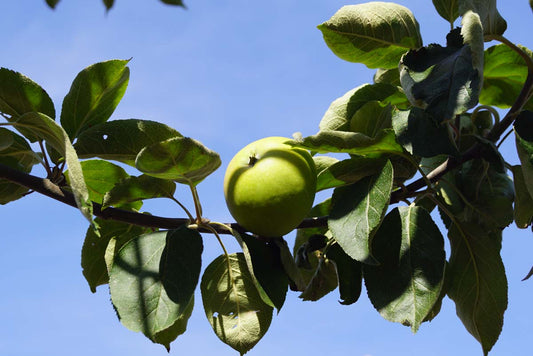 Malus domestica 'Belle-Fleur Larche Mouche' leiboom