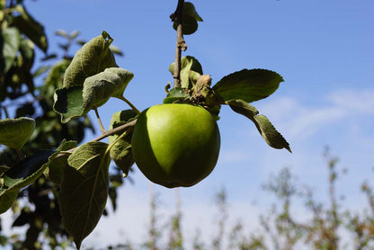 Malus domestica 'Belle-Fleur Larche Mouche' meerstammig / struik