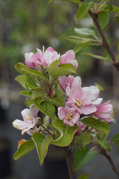 Malus domestica 'Elstar' solitair bloem