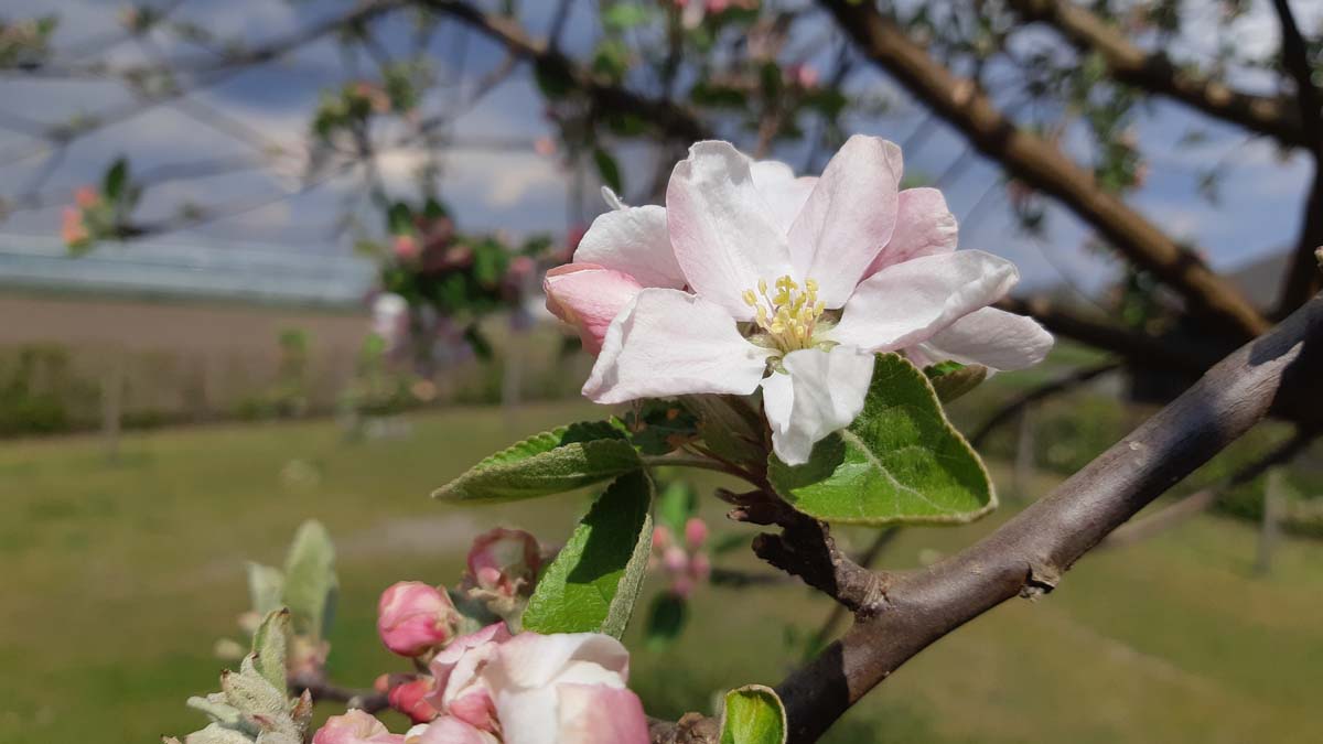 Malus domestica 'Elstar' leiboom