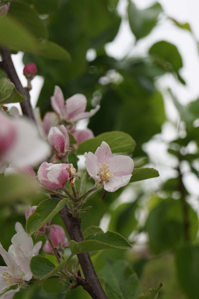 Malus domestica 'Elstar' leiboom