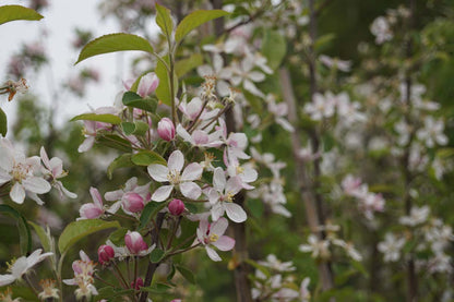 Malus domestica 'Elstar' leiboom