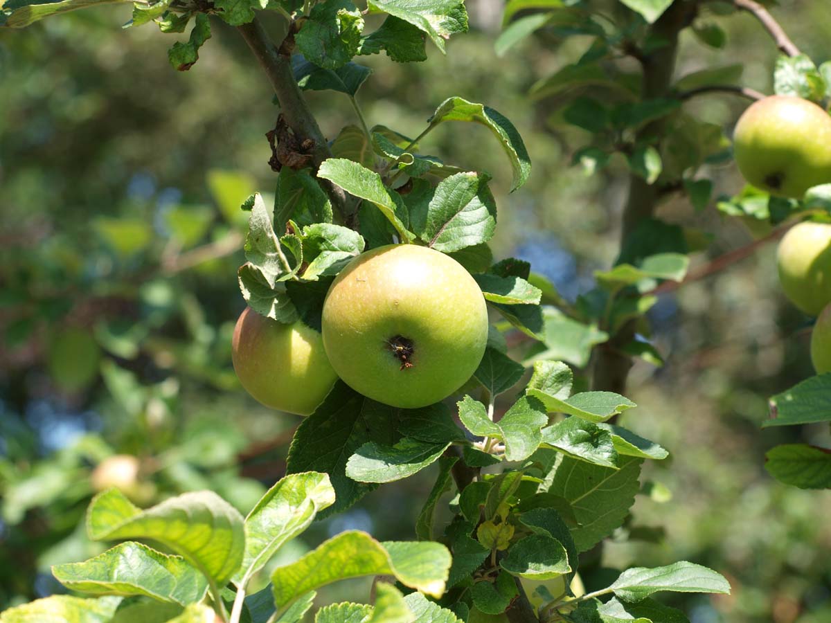 Malus domestica 'Alkmene' op stam