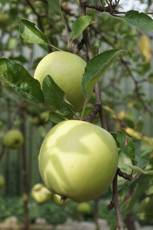 Malus domestica 'Braeburn' leiboom