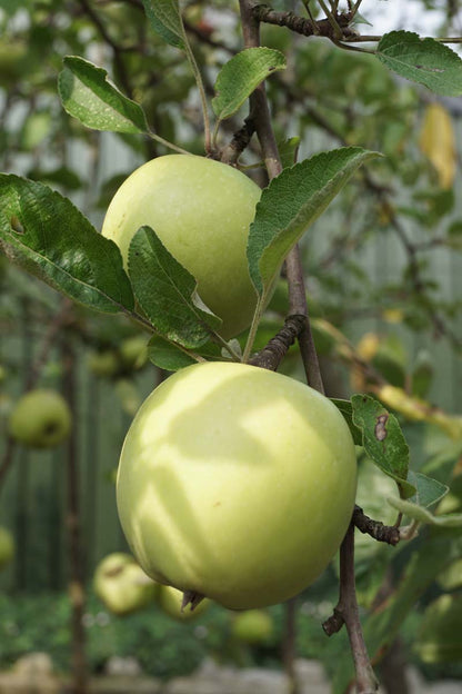 Malus domestica 'Braeburn' op stam