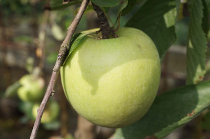 Malus domestica 'Braeburn' op stam