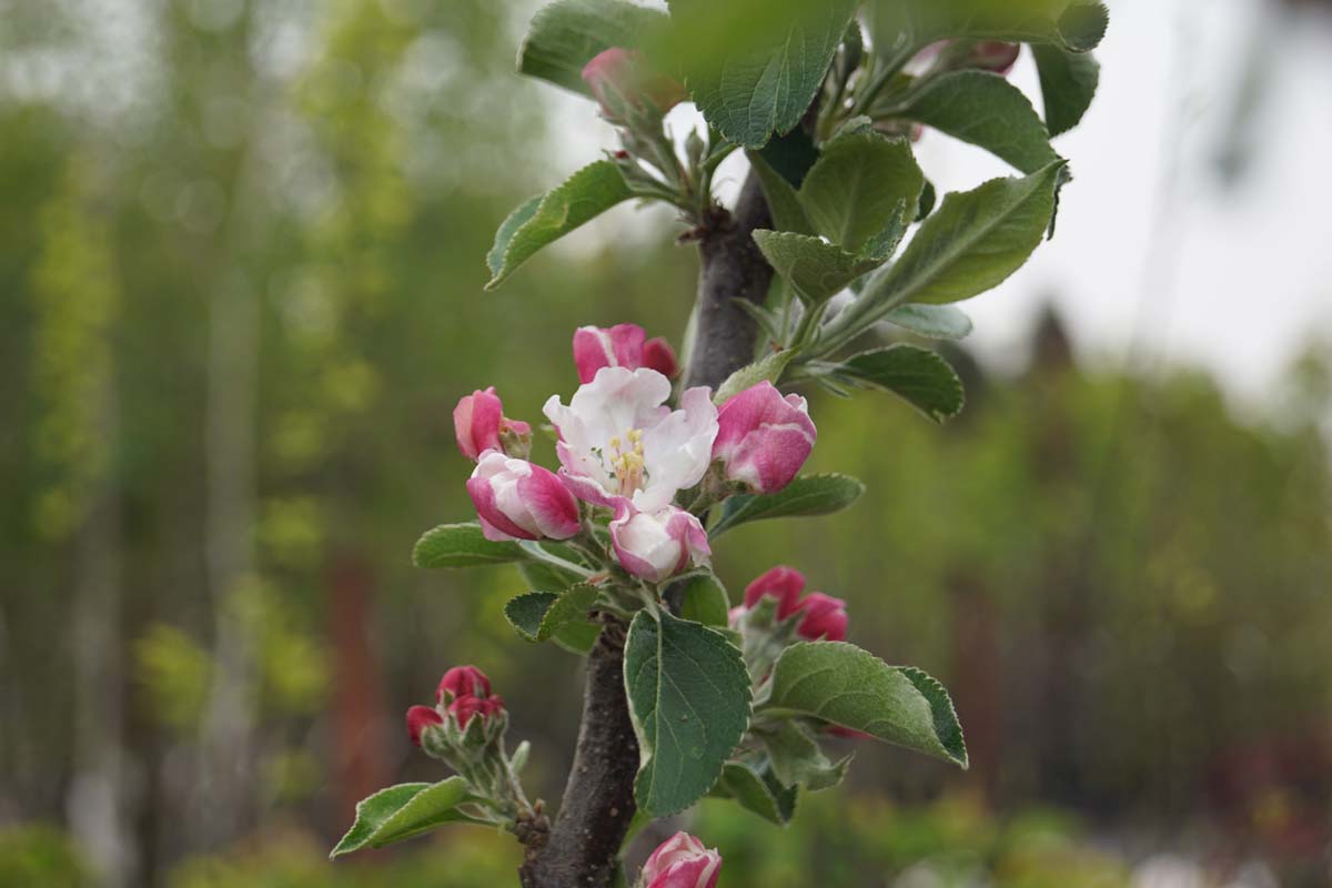 Malus domestica 'Bramley's Seedling' op stam