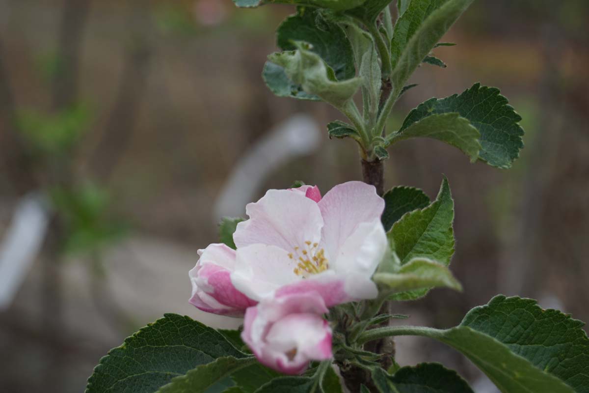 Malus domestica 'Bramley's Seedling' op stam