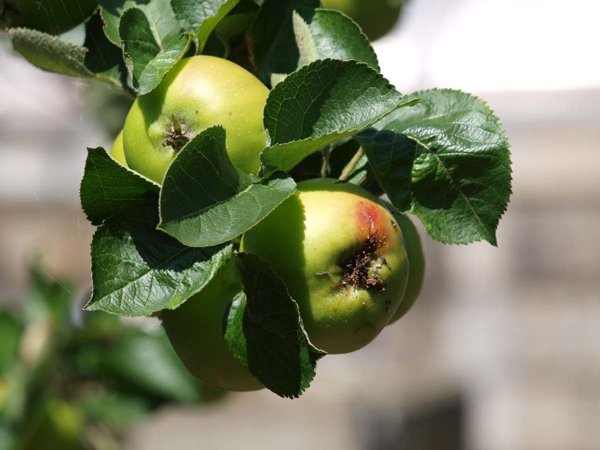 Malus domestica 'Bramley's Seedling' op stam