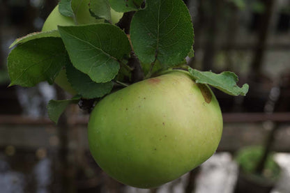 Malus domestica 'Bramley's Seedling' op stam