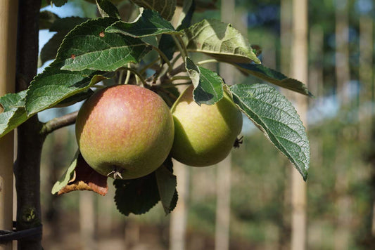 Malus domestica 'Cox's Orange Pippin' leiboom