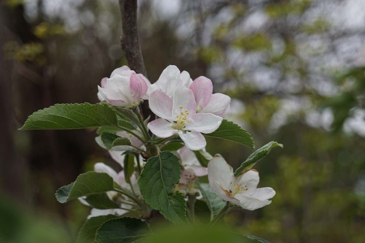 Malus domestica 'Idared' op stam