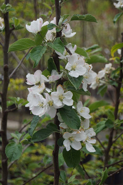 Malus domestica 'Idared' op stam