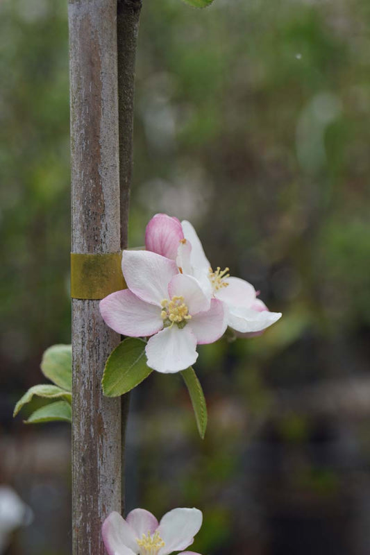 Malus domestica 'James Grieve' leiboom