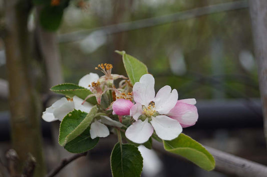 Malus domestica 'James Grieve' op stam