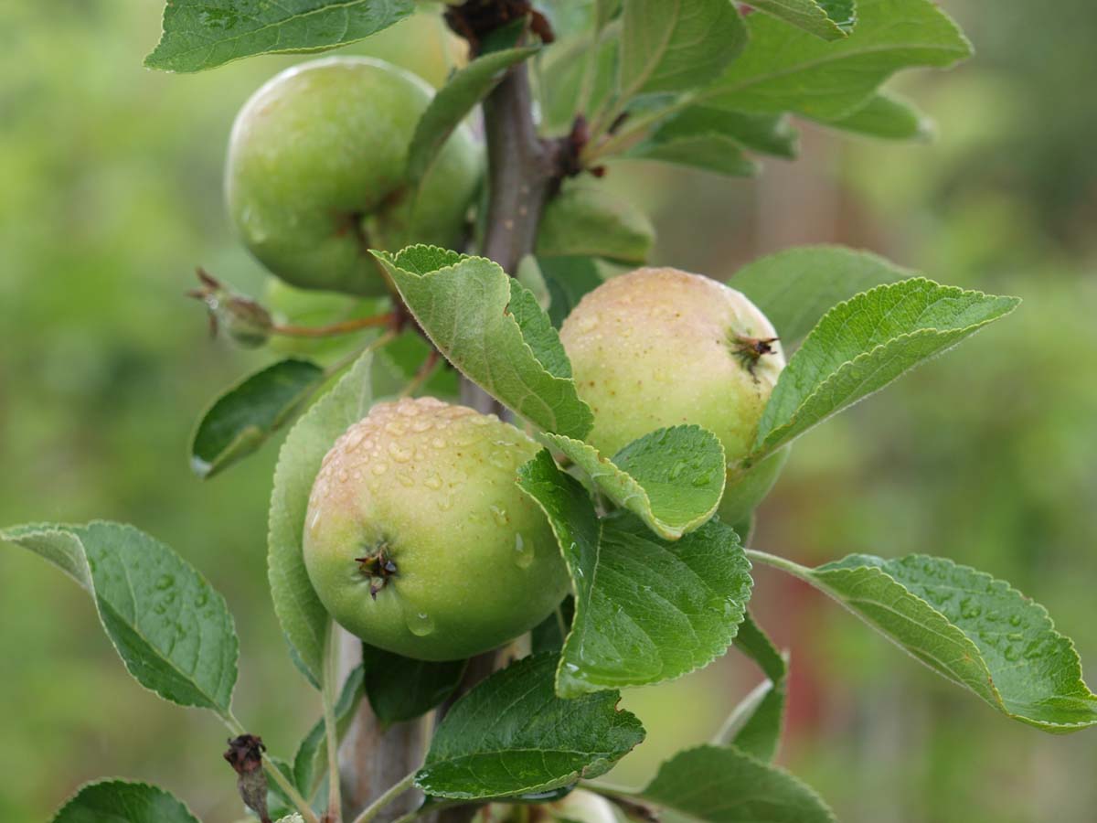 Malus domestica 'James Grieve' leiboom