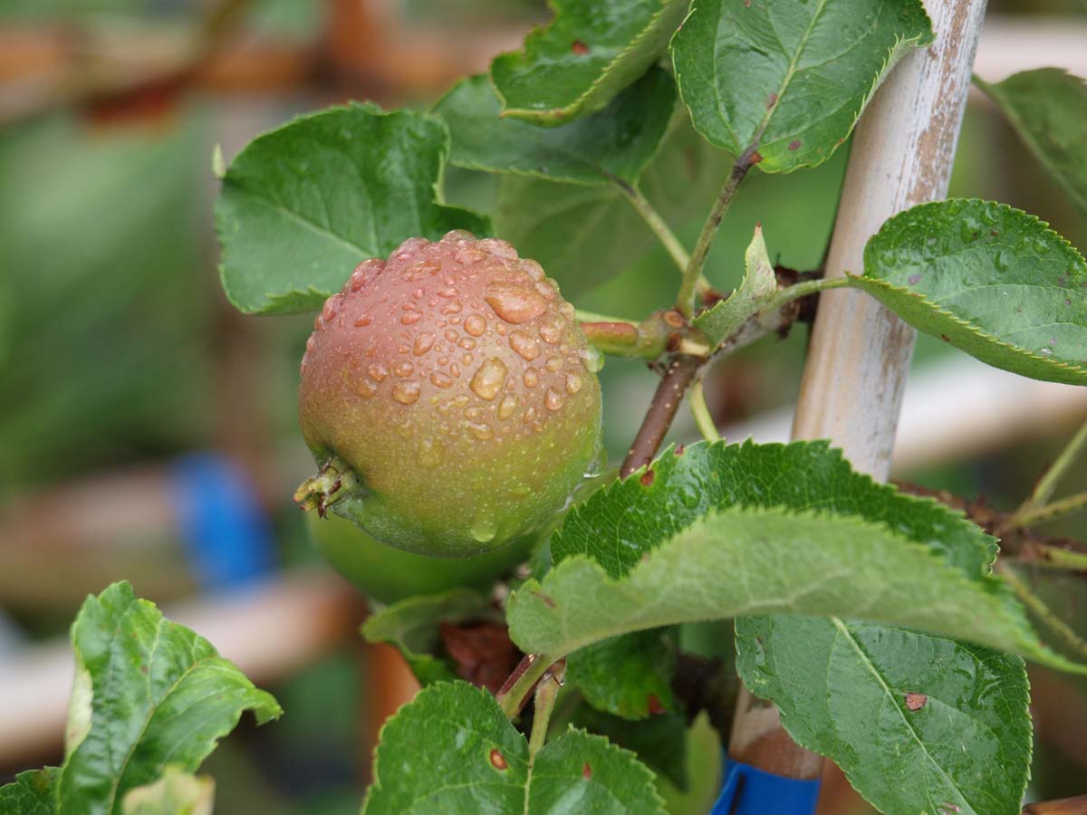 Malus domestica 'Jonagold' op stam