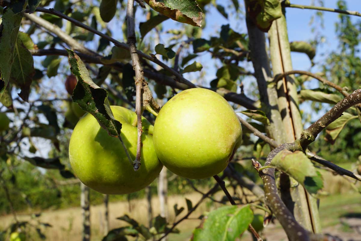 Malus domestica 'Jonagold' leiboom