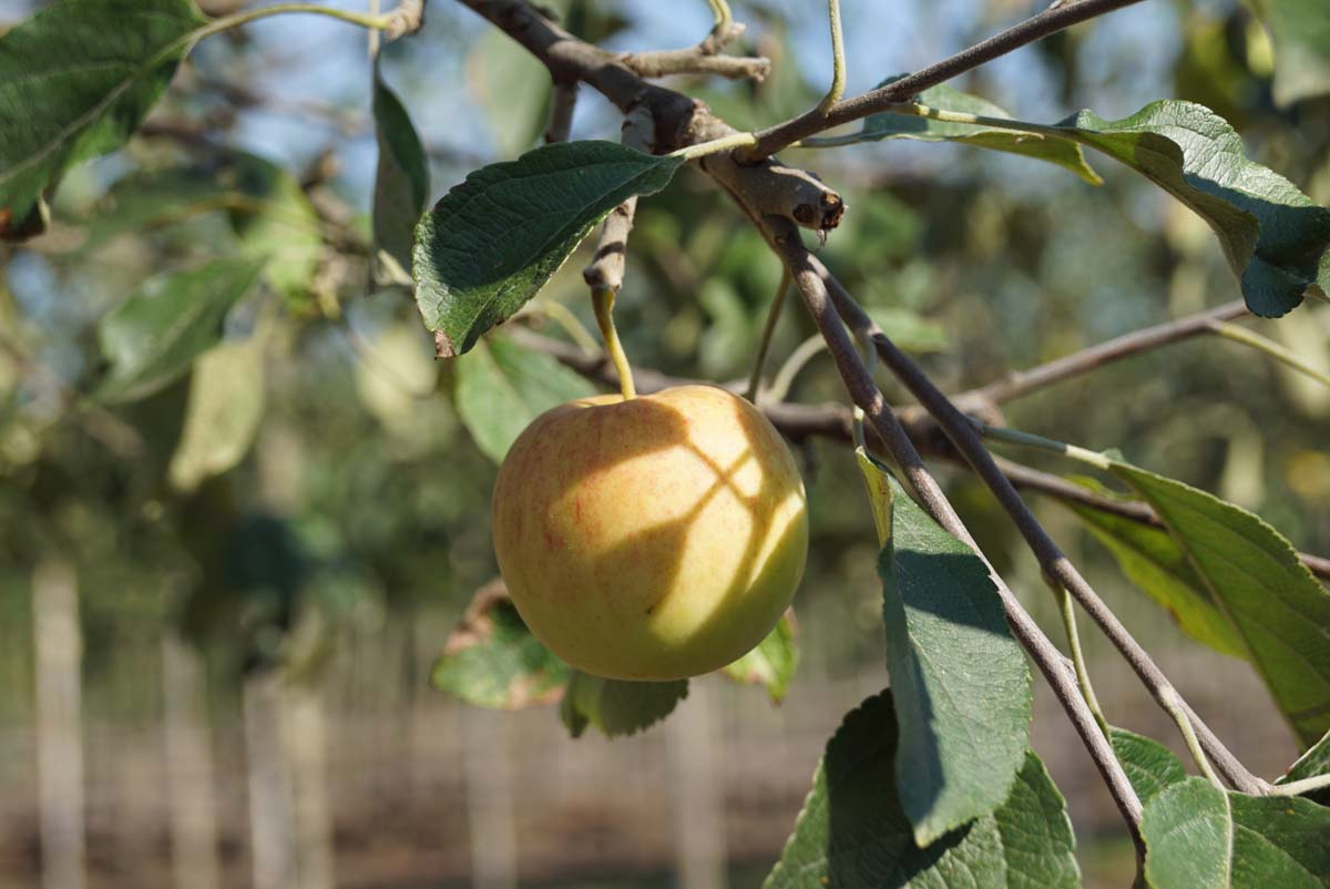 Malus domestica 'Jonagold' leiboom