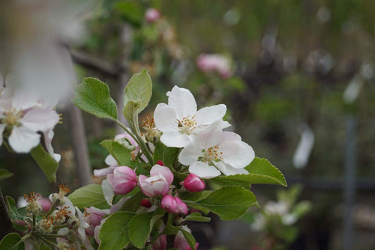 Malus domestica 'King of the Pippins' leiboom