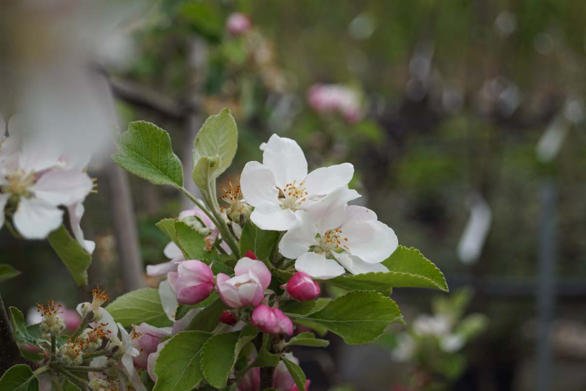 Malus domestica 'King of the Pippins' op stam