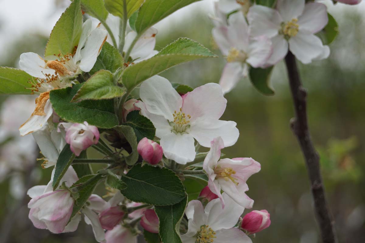 Malus domestica 'King of the Pippins' leiboom