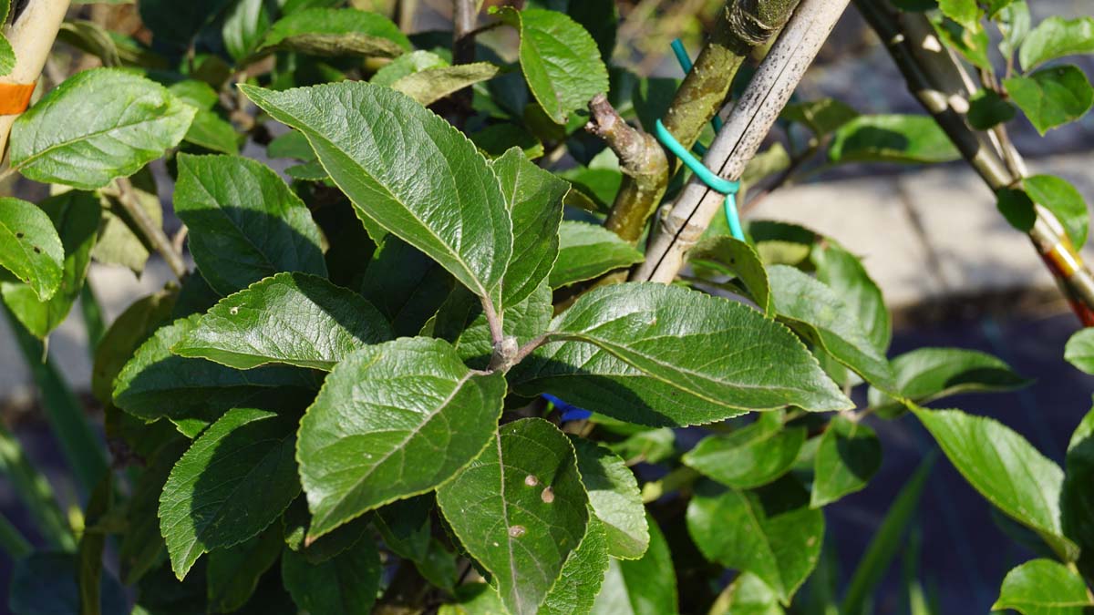 Malus domestica 'King of the Pippins' leiboom