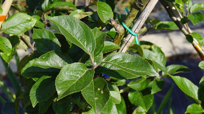 Malus domestica 'King of the Pippins' op stam