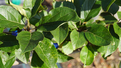 Malus domestica 'King of the Pippins' op stam