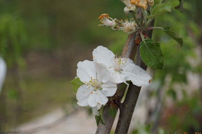 Malus domestica 'Rode Boskoop' op stam