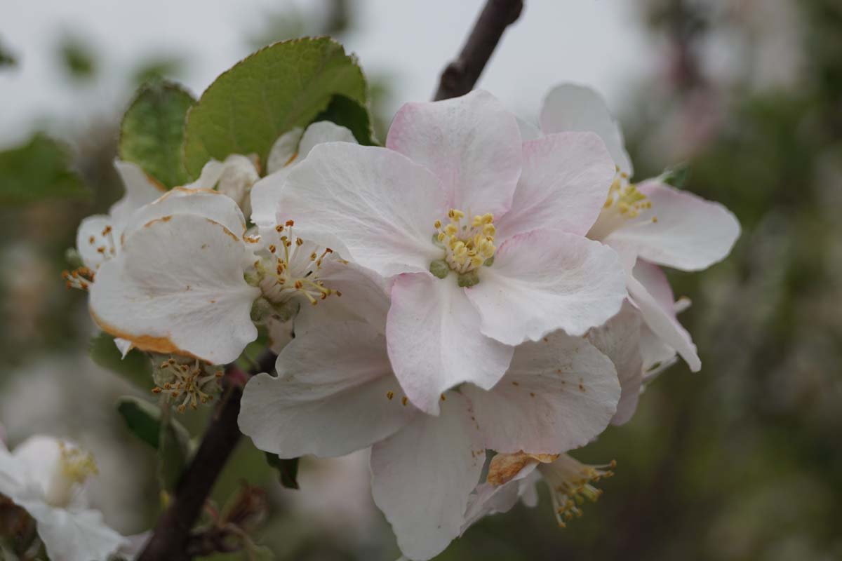 Malus domestica 'Rode Boskoop' leiboom