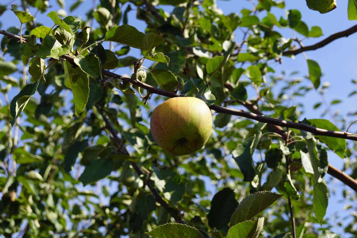 Malus domestica 'Rode Boskoop' leiboom