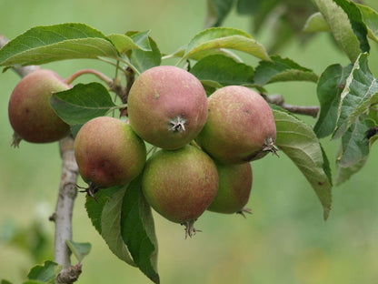 Malus domestica 'Pinova' leiboom