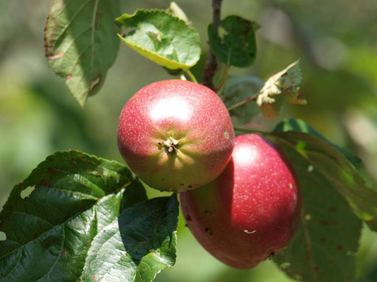 Malus domestica 'Summerred' op stam