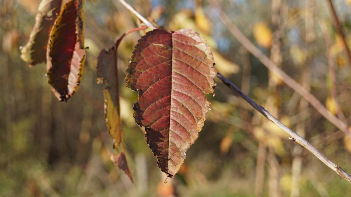 Prunus avium Tuinplanten