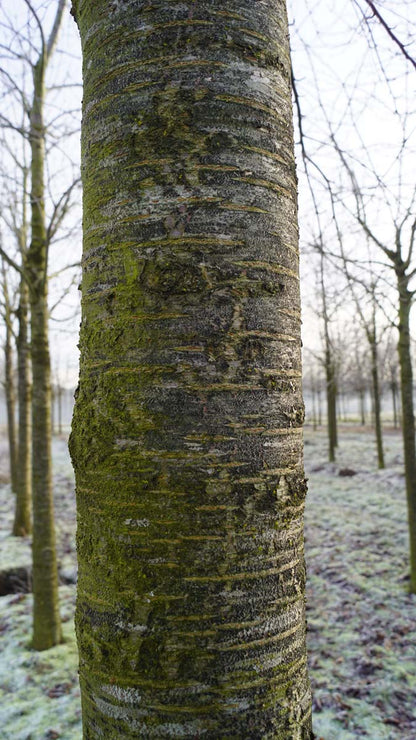 Prunus avium op stam