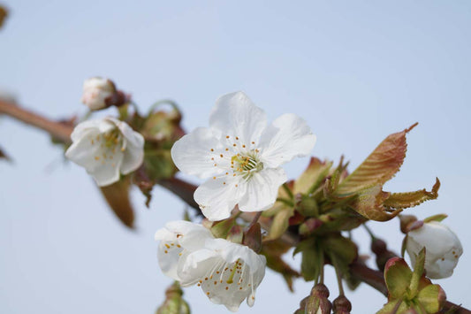 Prunus avium 'Kordia' op stam